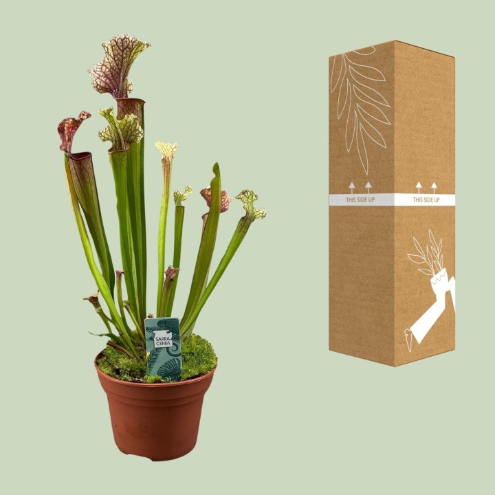 Sarracenia Judith Hindle - Ø12Cm - ↕30Cm