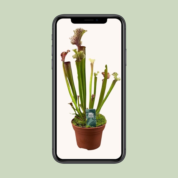 Sarracenia Judith Hindle - Ø12Cm - ↕30Cm