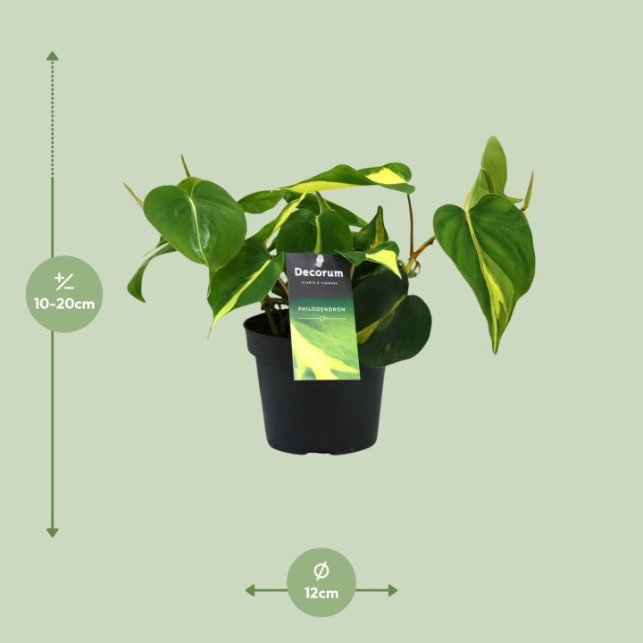 Philondendron Brasil Scandens - Ø12Cm - ↕20Cm