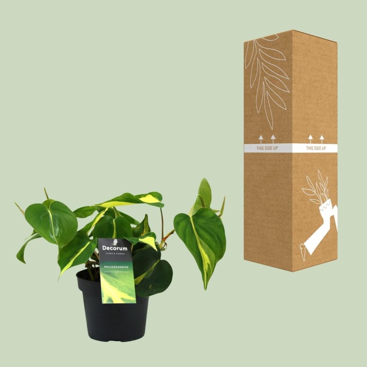 Philondendron Brasil Scandens - Ø12Cm - ↕20Cm
