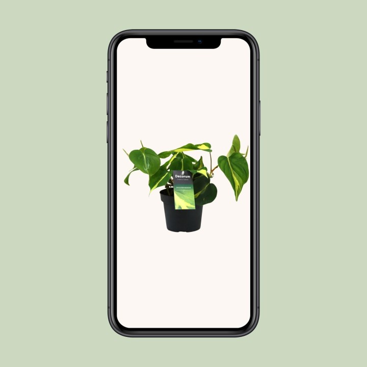 Philondendron Brasil Scandens - Ø12Cm - ↕20Cm