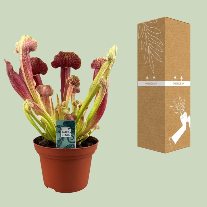 Sarracenia Barba - Ø12Cm - ↕25Cm