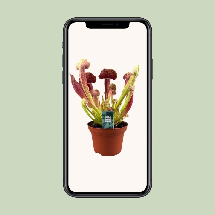 Sarracenia Barba - Ø12Cm - ↕25Cm