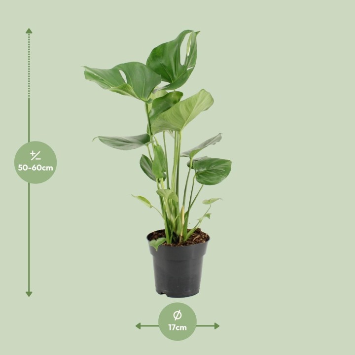Monstera Deliciosa - Ø17Cm - ↕60Cm