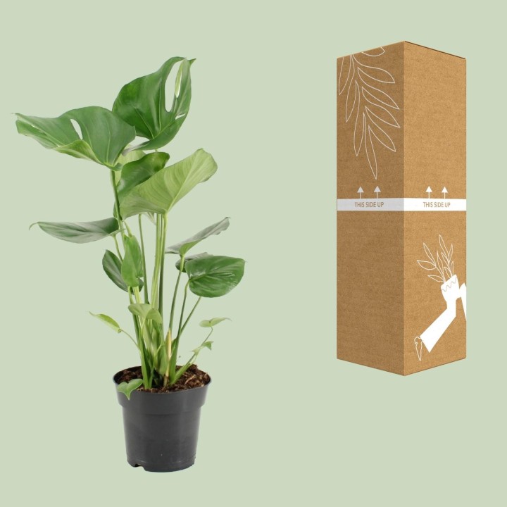Monstera Deliciosa - Ø17Cm - ↕60Cm