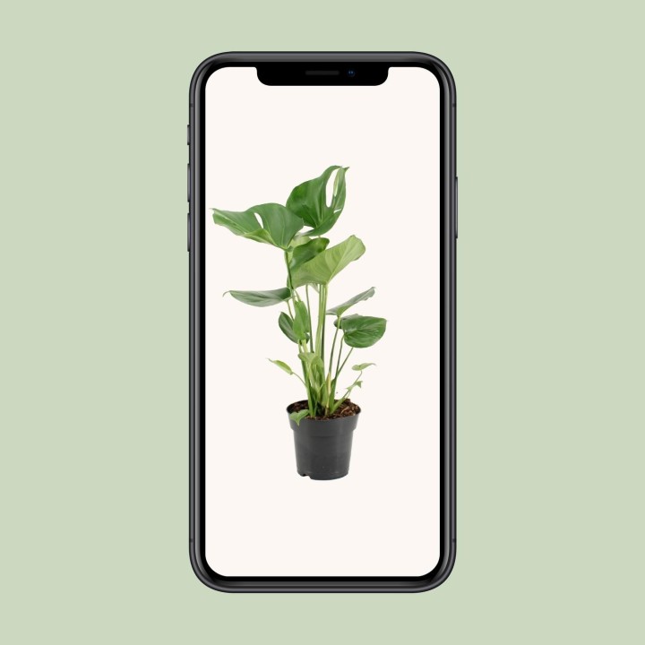 Monstera Deliciosa - Ø17Cm - ↕60Cm