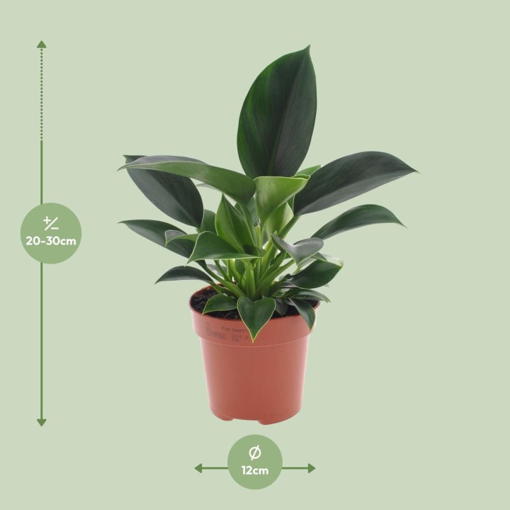 Philodendron Green Princess - Ø12Cm - ↕25Cm