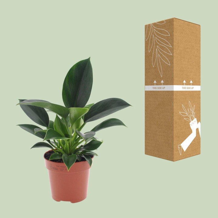 Philodendron Green Princess - Ø12Cm - ↕25Cm
