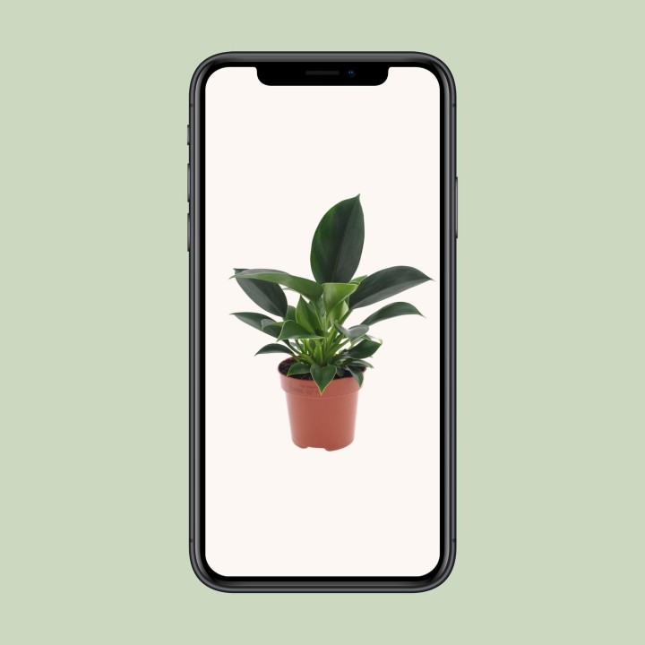 Philodendron Green Princess - Ø12Cm - ↕25Cm
