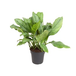Aglaonema B.j, Freedman - Ø24Cm - ↕70Cm