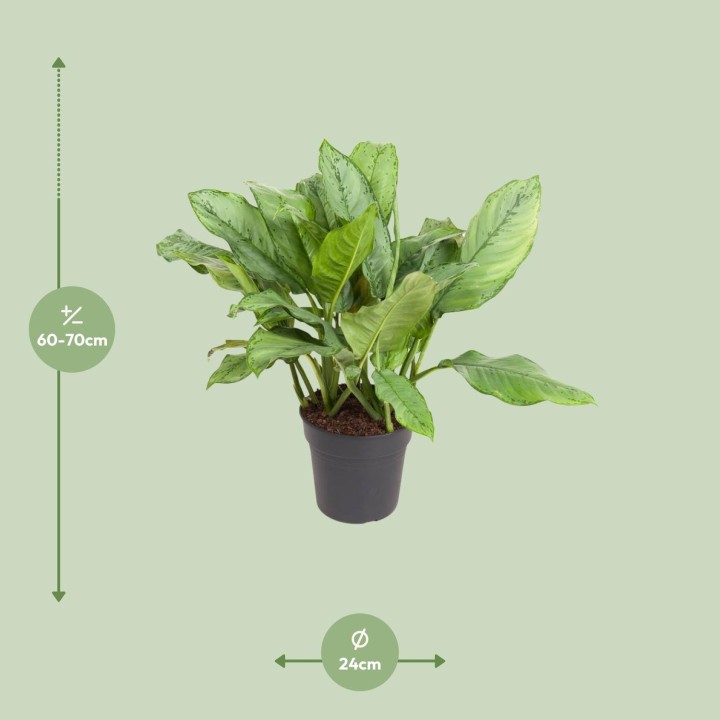 Aglaonema B.j, Freedman - Ø24Cm - ↕70Cm
