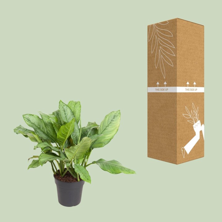 Aglaonema B.j, Freedman - Ø24Cm - ↕70Cm