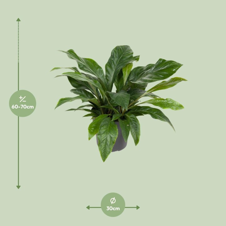Anthurium Jungle Bush - Ø30Cm - ↕70Cm