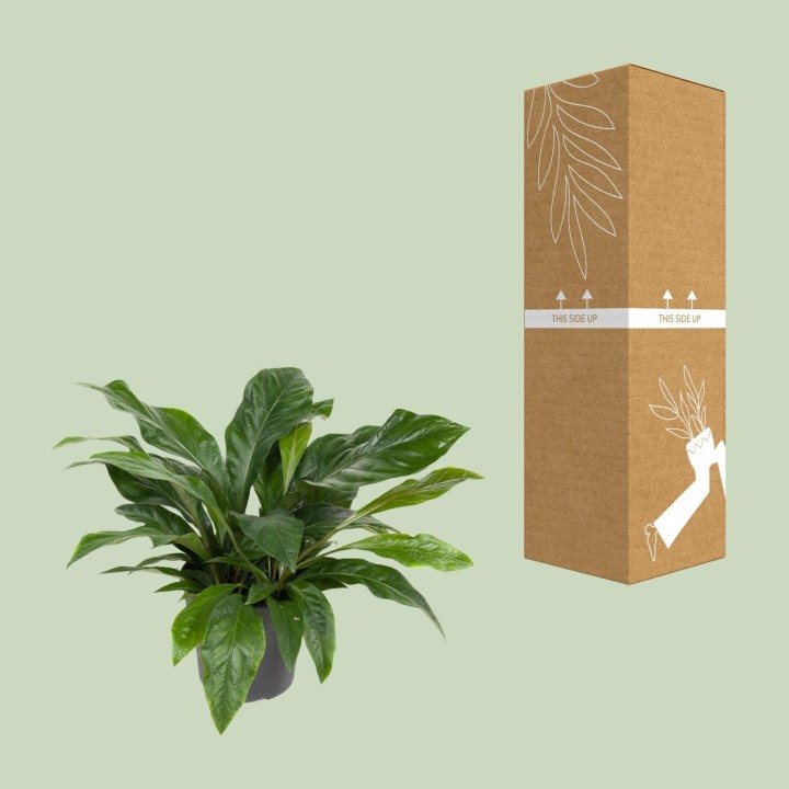 Anthurium Jungle Bush - Ø30Cm - ↕70Cm