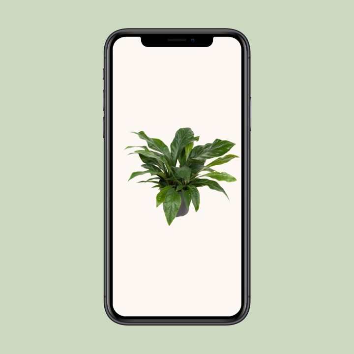 Anthurium Jungle Bush - Ø30Cm - ↕70Cm