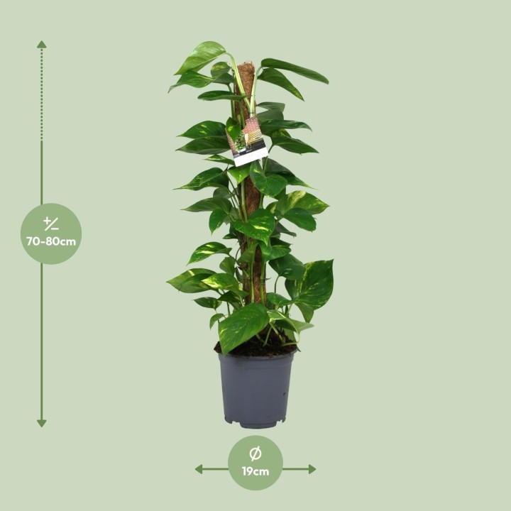 Scindapsus Epipremnum - Ø19Cm - ↕80Cm