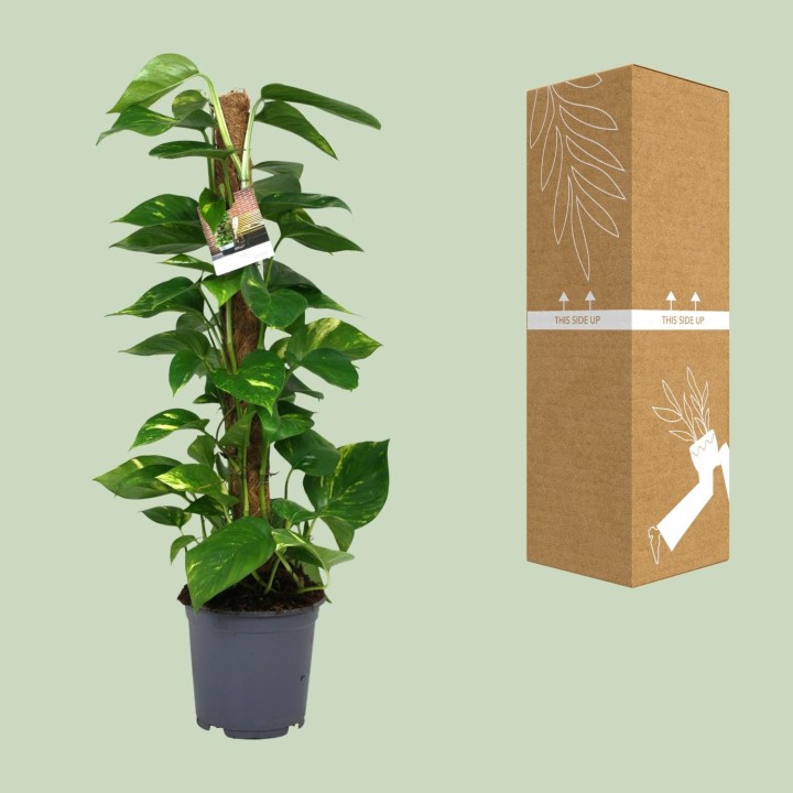 Scindapsus Epipremnum - Ø19Cm - ↕80Cm