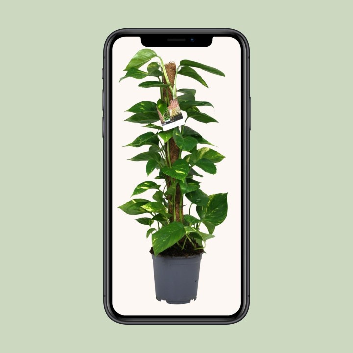 Scindapsus Epipremnum - Ø19Cm - ↕80Cm