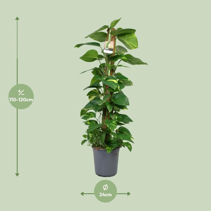 Scindapsus Epipremnum - Ø24Cm - ↕120Cm