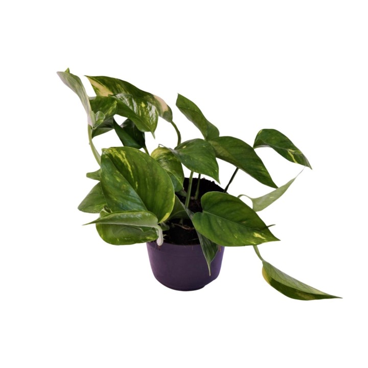 Scindapsus (Epipremnum) Aureum - Ø12Cm - ↕25Cm