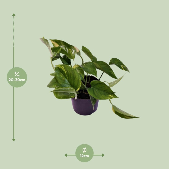 Scindapsus (Epipremnum) Aureum - Ø12Cm - ↕25Cm