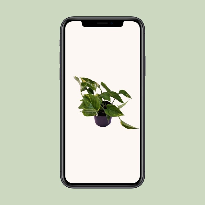 Scindapsus (Epipremnum) Aureum - Ø12Cm - ↕25Cm