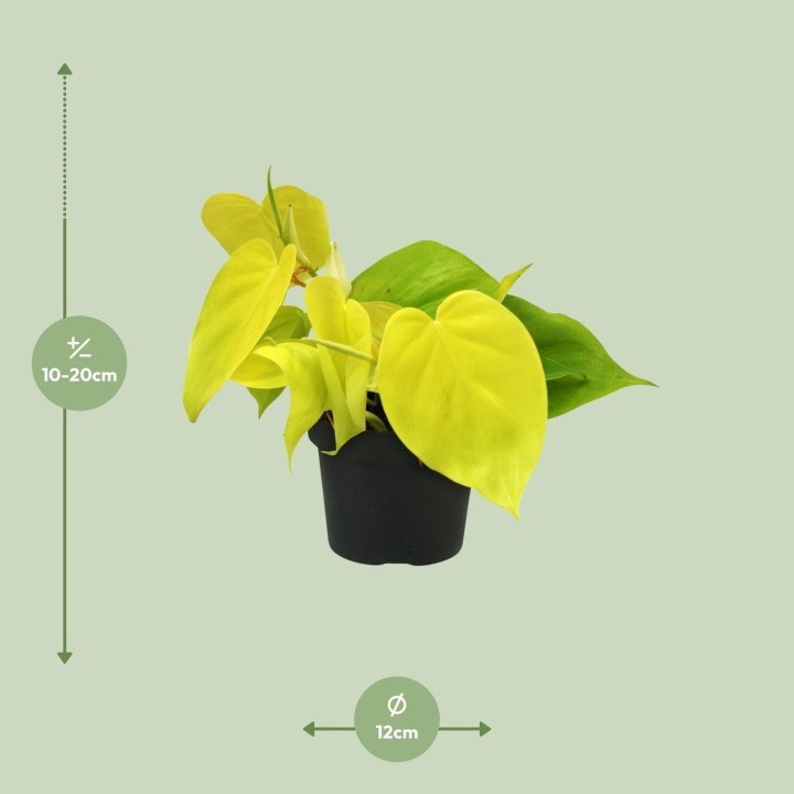 Philodendron Lime - Ø12Cm - ↕20Cm
