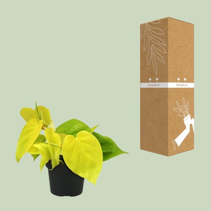 Philodendron Lime - Ø12Cm - ↕20Cm