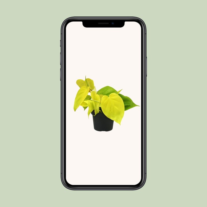 Philodendron Lime - Ø12Cm - ↕20Cm