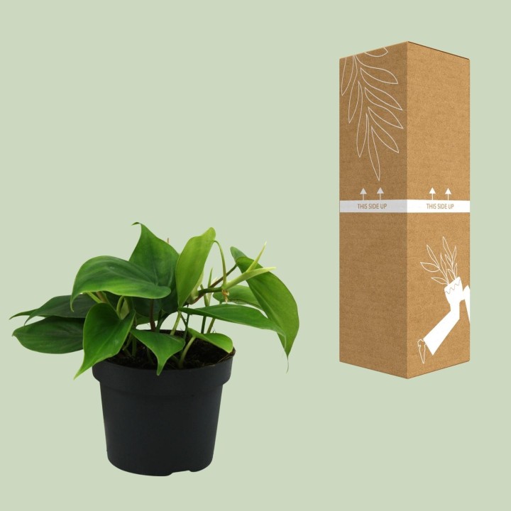 Philodendron Scandens - Ø12Cm - ↕20Cm