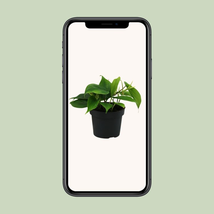 Philodendron Scandens - Ø12Cm - ↕20Cm