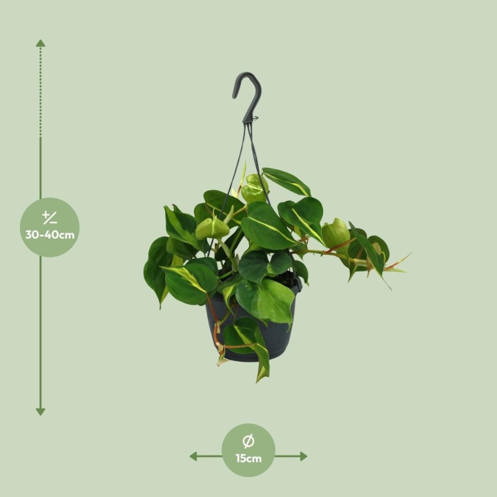 Philodendron Scandens Brasil - Ø15Cm - ↕35Cm