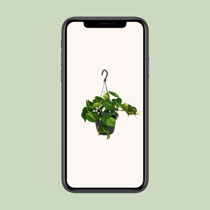Philodendron Scandens Brasil - Ø15Cm - ↕35Cm