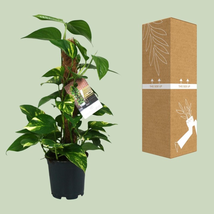 Scindapsus Epipremnum - Ø15Cm - ↕50Cm