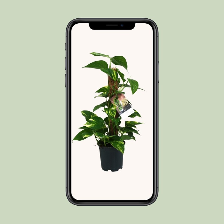 Scindapsus Epipremnum - Ø15Cm - ↕50Cm