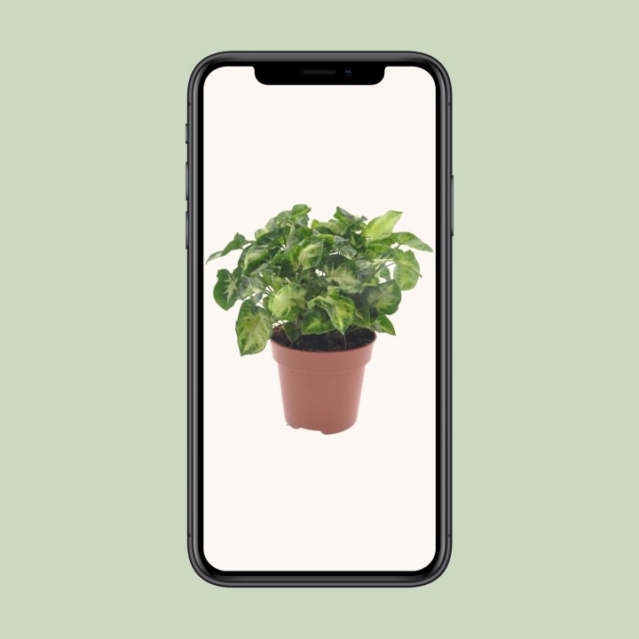 Syngonium Pixie - Ø12Cm - ↕20Cm