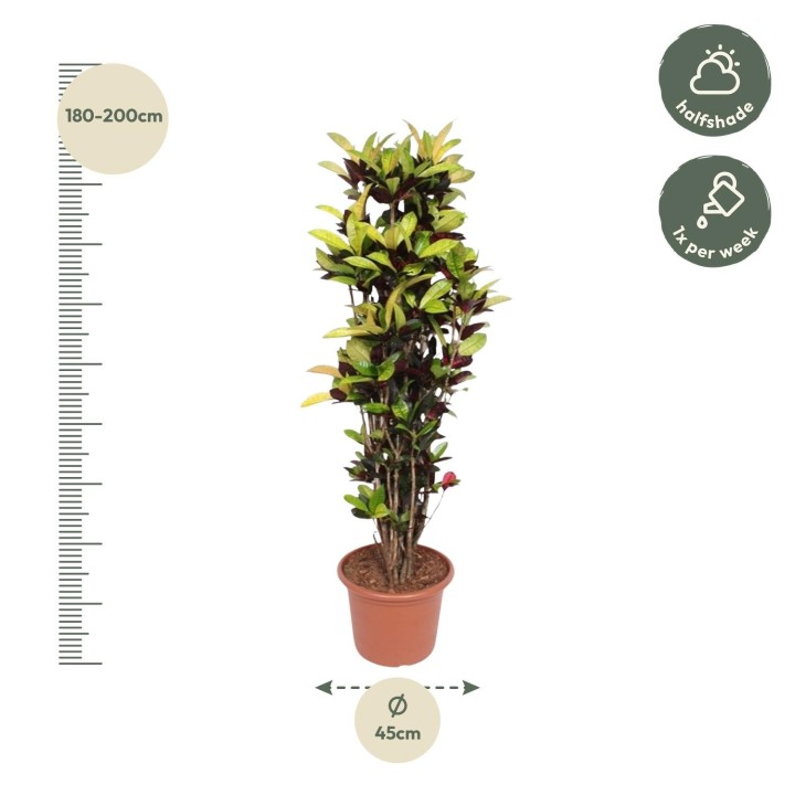 Codiaeum Iceton (Croton Iceton) - 190 Cm - Ø45