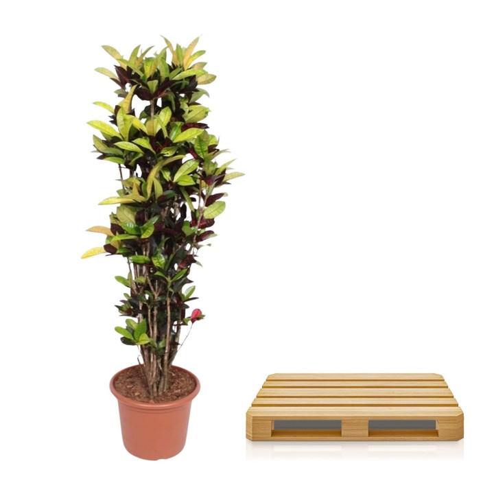 Codiaeum Iceton (Croton Iceton) - 190 Cm - Ø45
