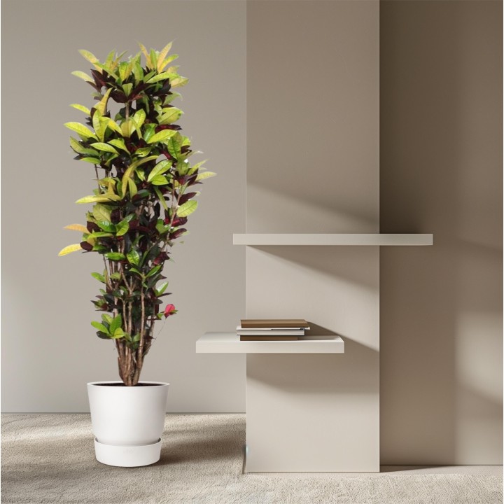 Codiaeum Iceton (Croton Iceton) - 190 Cm - Ø45