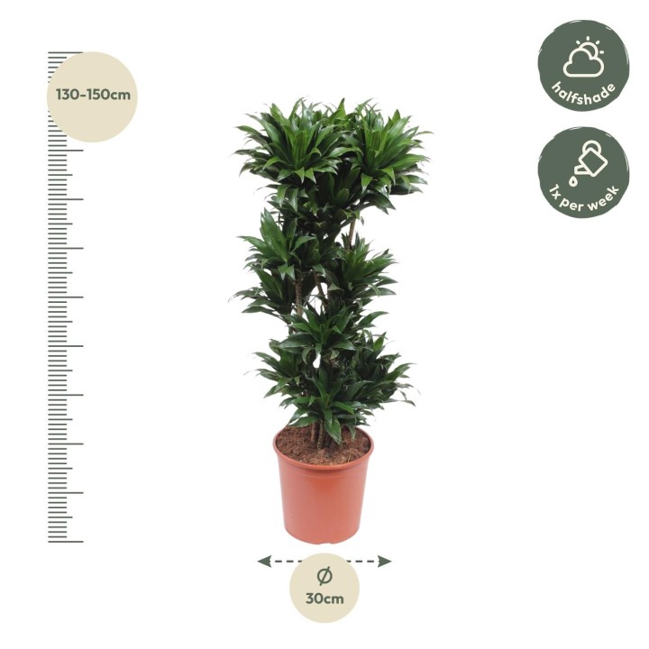 Dracaena Compacta - 140 Cm - Ø30