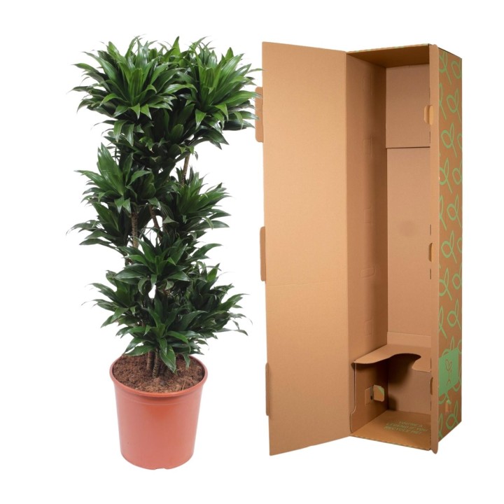 Dracaena Compacta - 140 Cm - Ø30