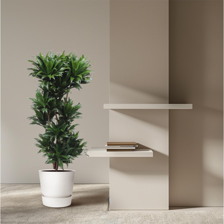 Dracaena Compacta - 140 Cm - Ø30