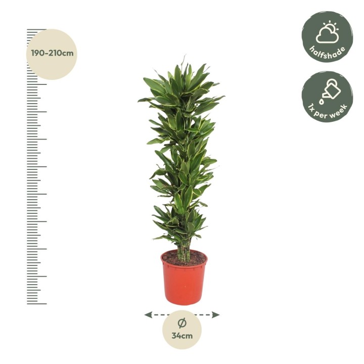 Dracaena Golden Coast - 200 Cm - Ø34