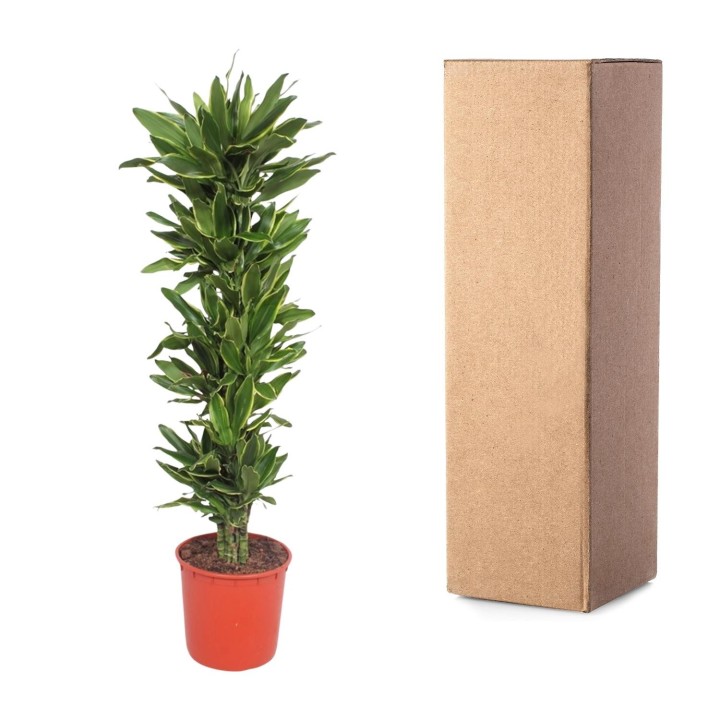 Dracaena Golden Coast - 200 Cm - Ø34