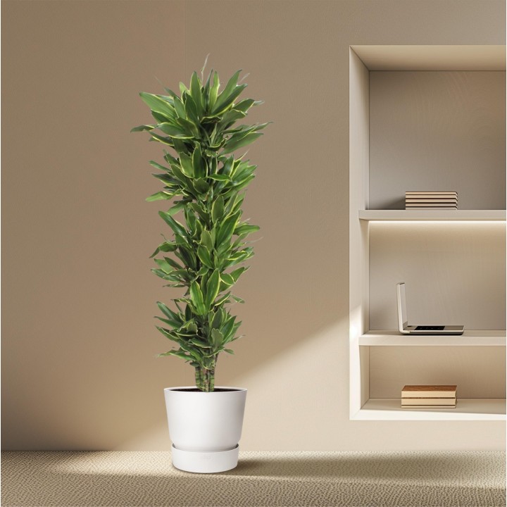 Dracaena Golden Coast - 200 Cm - Ø34