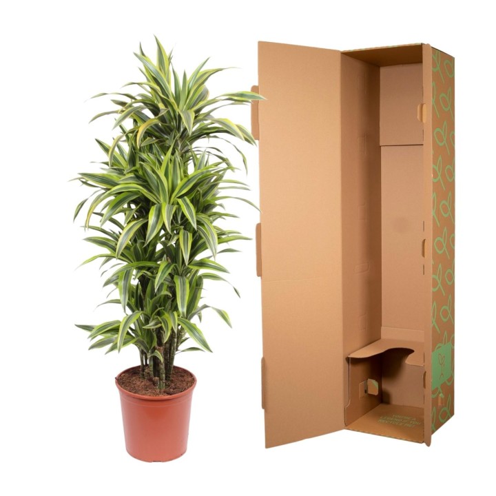 Dracaena Lemon Lime - 150 Cm - Ø30