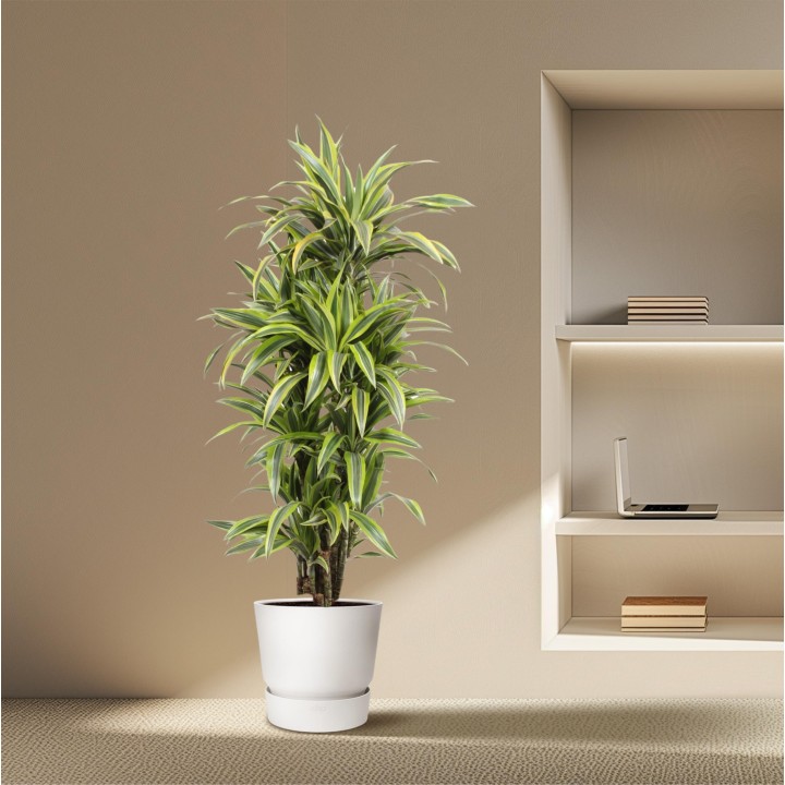 Dracaena Lemon Lime - 150 Cm - Ø30