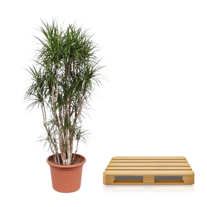 Dracaena Marginata Branched - 210 Cm - Ø50