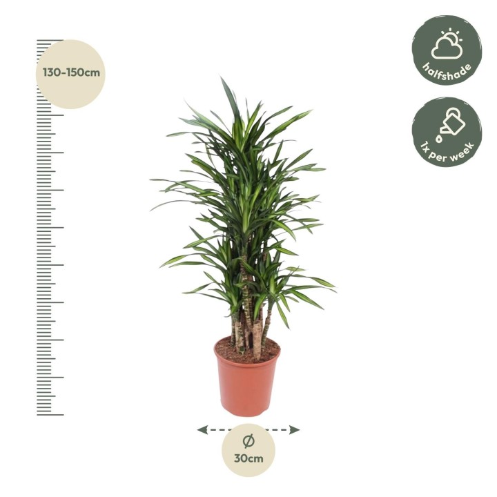 Dracaena Riki - 140 Cm - Ø30