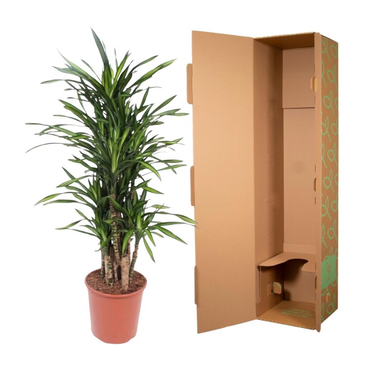 Dracaena Riki - 140 Cm - Ø30